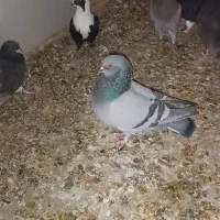 جفت شهری و جفت سبز با جوجه و یه جفت مخلف|پرنده|کازرون, |دیوار