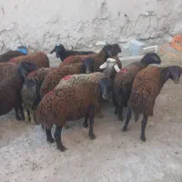 ۱۴راس بره ماده دمازلیخ|حیوانات مزرعه|کشاورز, |دیوار