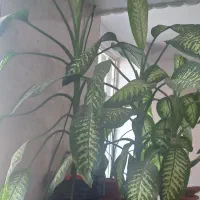 ۳ عدد گل دیفن با هم ۲۰۰۰۰۰۰ تومان