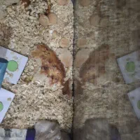 همستر|اسباب‌بازی بچه|شهرکرد, |دیوار