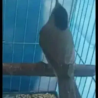 سهره قناری گلبسر
