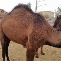 5 تا. شتر چاق|حیوانات مزرعه|قم, تعویض پلاک|دیوار