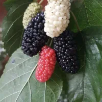 فروش عمده و خرده نهال با یاسین نهال