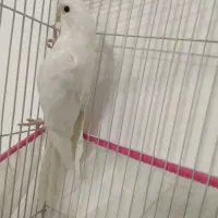 عروس هلندی البینو نر