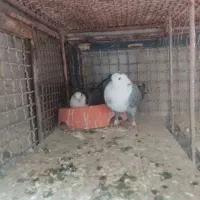 نر ماده کربلایی سبز