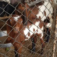 بز دورگ|حیوانات مزرعه|خورموج, |دیوار