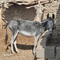 الاغ فروشی|حیوانات مزرعه|تیمور آباد, |دیوار