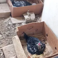 جوجه بوقلمون جوجه گلین نژاد خوب ریش چهل تخم نطفه