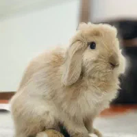 خرگوش لوپ|موش و خرگوش|خرم‌آباد, |دیوار