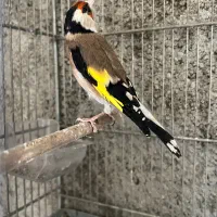 سهره|پرنده|قدس, شهر‌قدس|دیوار