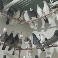 پرنده تهرانی پرشی