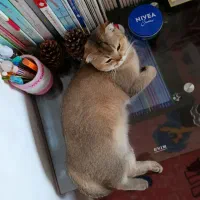 گربه اسکاتیش فولد گلد