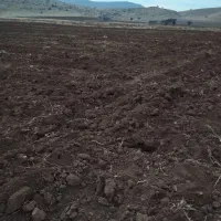 گندم آبی شبرنگ