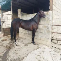 مادیان عرب یسر 6 دنگ جوان فروشی