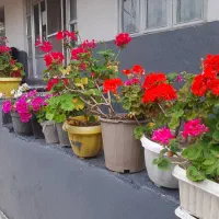 اجاره ورزش/ویلا۴۰۰مترروزانه شبانه کوتاه مدت ساحلی|اجارهٔ کوتاه‌مدت ویلا و باغ|خشکبیجار, |دیوار