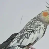 عروس هلندی گل باقالی گمشده