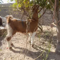 ۳ راس بزغاله ماده پاکستانی