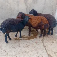 شیشک قزل دودندان