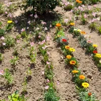 امور باغبانی|خدمات باغبانی و درختکاری|چهارباغ, |دیوار