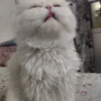 ۲ تا پرشین سفید ماده عقیم نشده و ۱ تا پرشین گلد نر