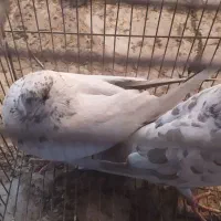 کبوتر|پرنده|قم, حاج زینل|دیوار