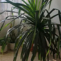 فروش گل|گل و گیاه طبیعی|اصفهان, ملکشهر|دیوار