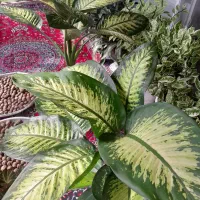 گل وگیاه طبیعی