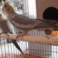 جفت عروس هلندی|پرنده|برخوار, |دیوار