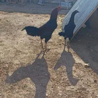 مرغ و خروس لاری