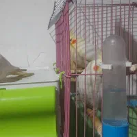 عروس ومورغ  عشق دستی