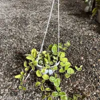 گل آپارتمانی هویا|گل و گیاه طبیعی|سلفچگان, |دیوار