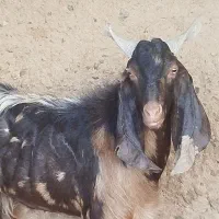 میش ،بره ،بزغاله مخصوص بز جنس خارجی