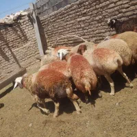 میش|حیوانات مزرعه|سرخس, |دیوار