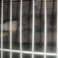 یک جفت فنچ با قفس ووسایلش|پرنده|مشهد, اروند|دیوار