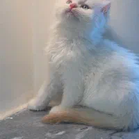 گربه نژاد دار