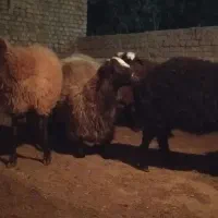 قوچ