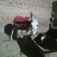 الاق ماده