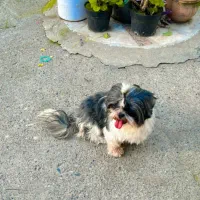 شیتزو عروسکی ماده|سگ|رشت, گلسار|دیوار