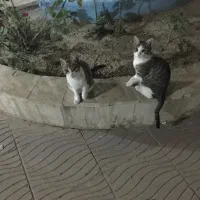 واگذاری سه عدگربه خانگی