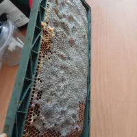 عسل کاملا طبیعی و ناب