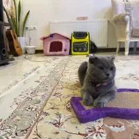 گربه اسکاتیش و بریتیش اصیل