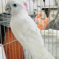 پرنده کاکادو طوطی