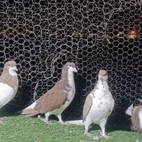 کبوتر شهری|پرنده|شیراز, شهرک گلستان|دیوار