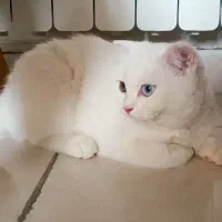 گربه