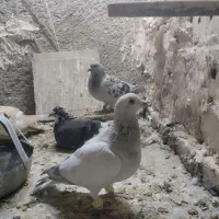 کبوتر نرو ماده