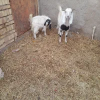 بز جوان آبستن با کره|حیوانات مزرعه|رفسنجان, |دیوار