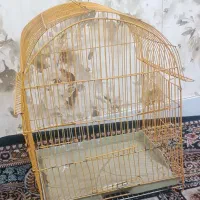 قفس پرنده