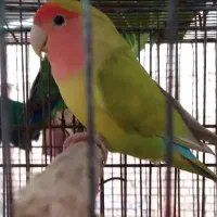 طوطی برزیلی نر سالم و سرحال