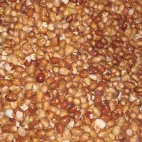 فروش سنجدتازه