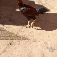 اردک اسراییلی|حیوانات مزرعه|تربت جام, جامرود|دیوار